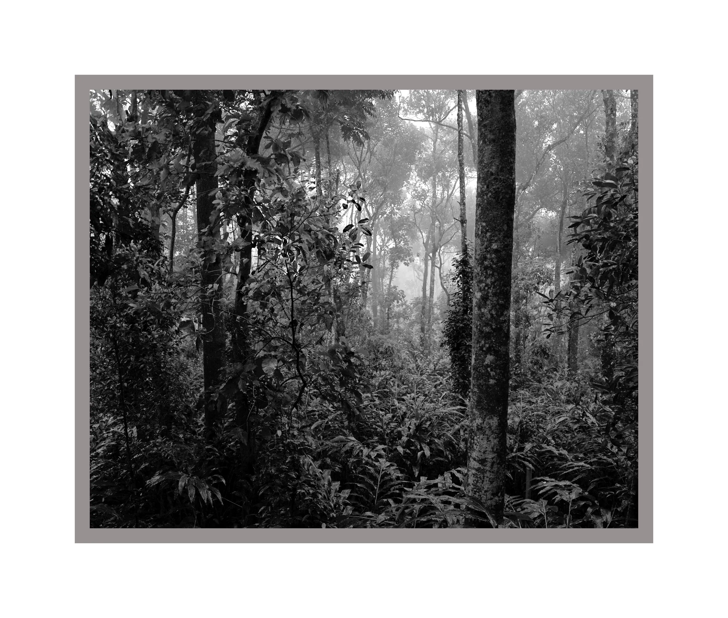Jungles humides