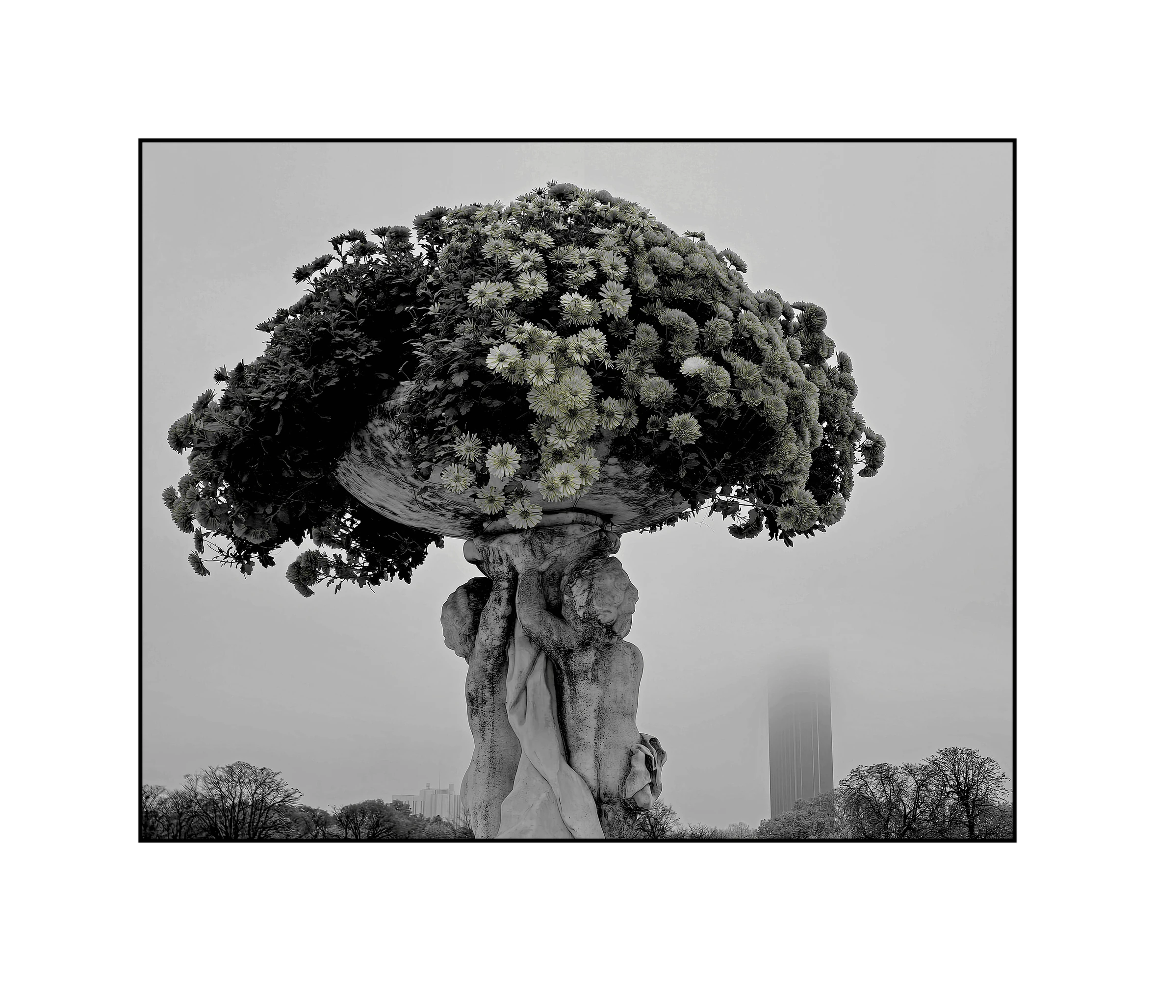 Fleurs de Brumes